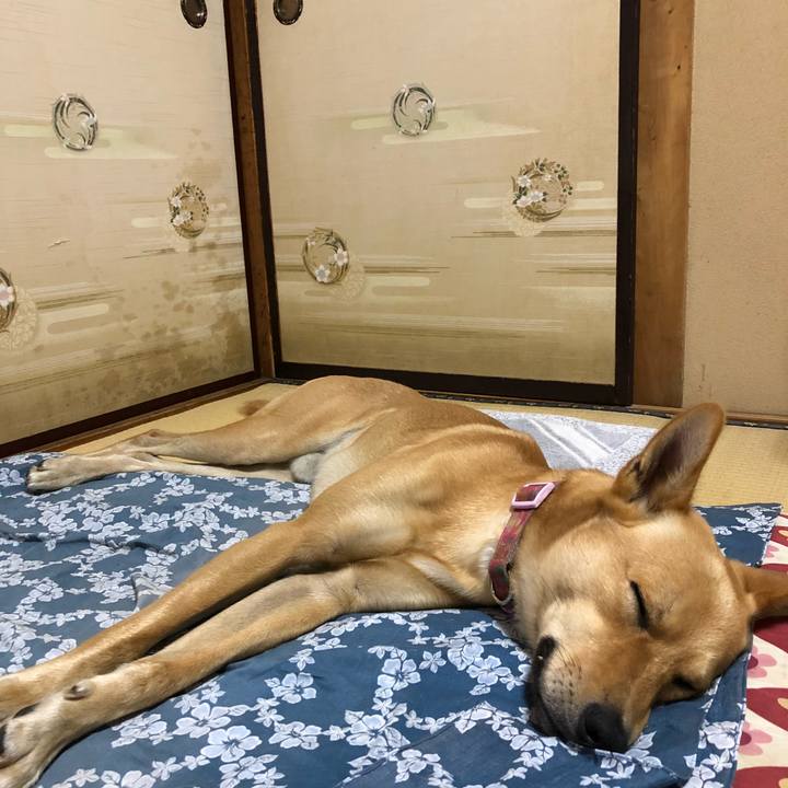 0ee6583a e2e9 46d3 8601 8a775736e30b 1531574646593