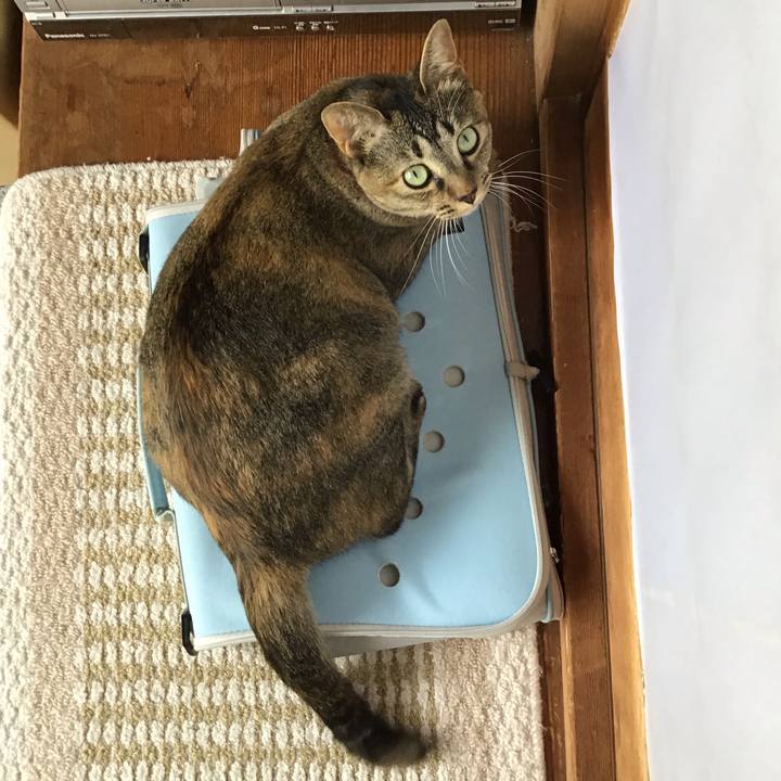 0ee7e64d de55 4037 b229 b0731260bce9 1596346561602