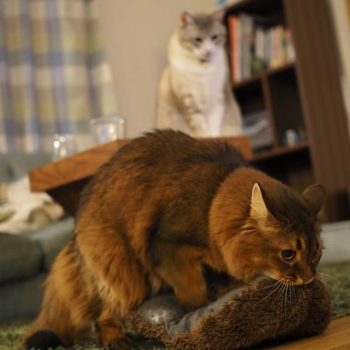 0eea5287 2cda 48d3 b9d6 d1dd8bebc8bd 1670079203562