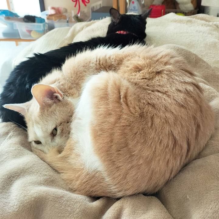 0eeab693 2f87 40de a807 a78062fe15ec 1668213221252