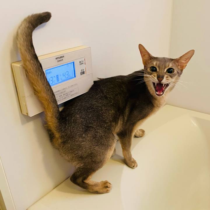 0eeede5a 2372 4450 8314 8bd4aa78b099 1774790818657