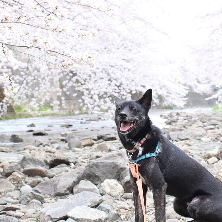 0eef11a5 ca2e 4473 8cdf 08c048326c29 1523266232248