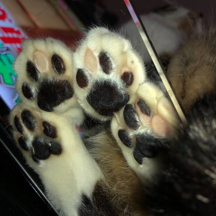 0eef8bd5 0a6a 4494 bd44 518981b535ac 1543147871514