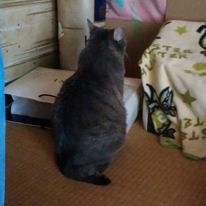 0ef0188c c9d3 455f 90d2 2d5709a70884 1522272107683