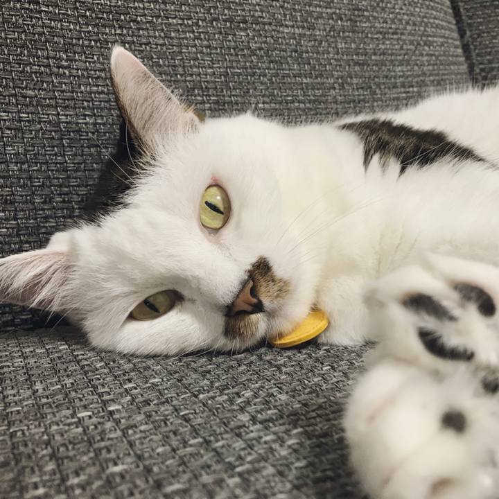 0ef201e7 627a 4a39 99e8 90caade750ee 1534744254104