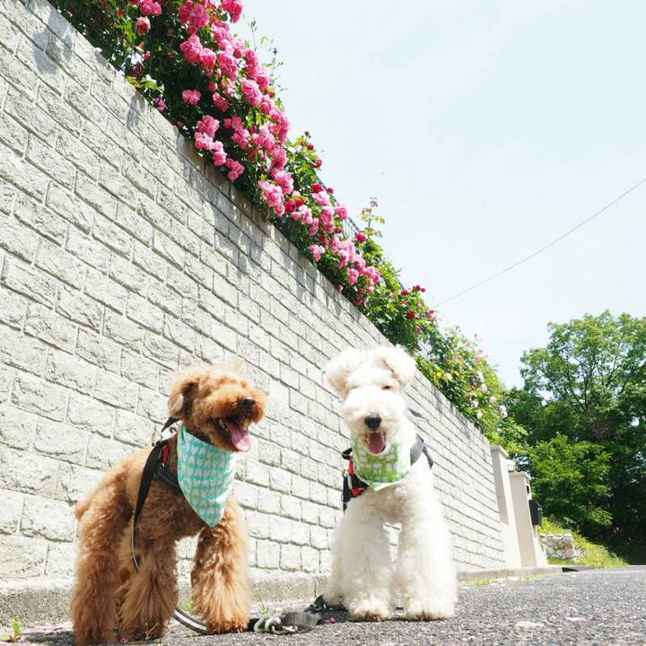 0ef2f0f4 fd70 4180 9025 1dd76287ec39 1527692049825