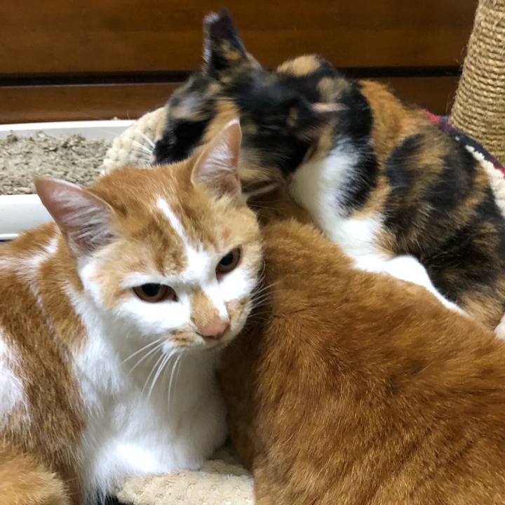 0ef71936 733b 4fc0 ae50 bb85b22b451e 1605798370112