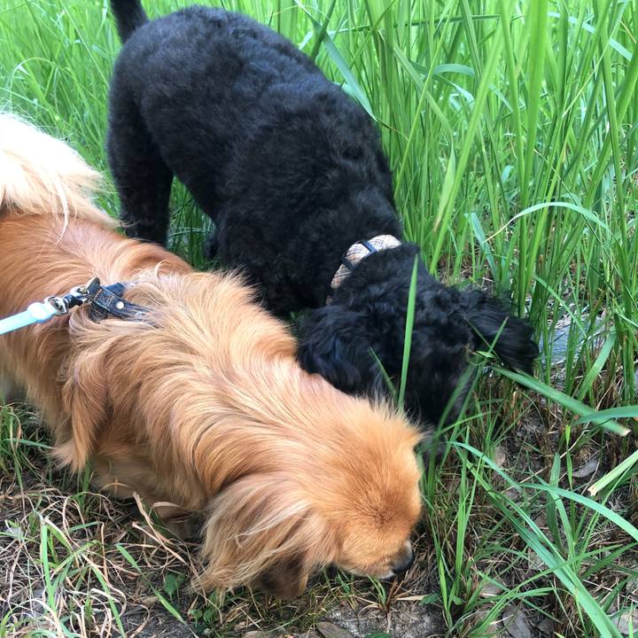 0efc4d53 75b1 4eaa 9da0 c055cfb00507 1533332890269