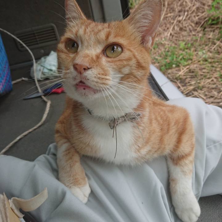 0efc5c2f b4e3 4cc1 9e06 e39fba44d047 1595456032220