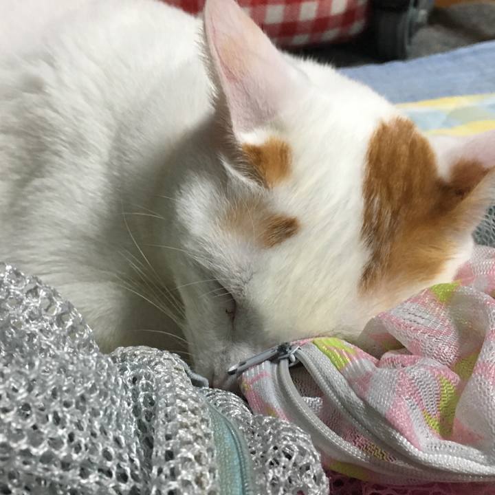 0f0347f8 47bc 4d07 9b15 f8cb2f4875d8 1531587829919