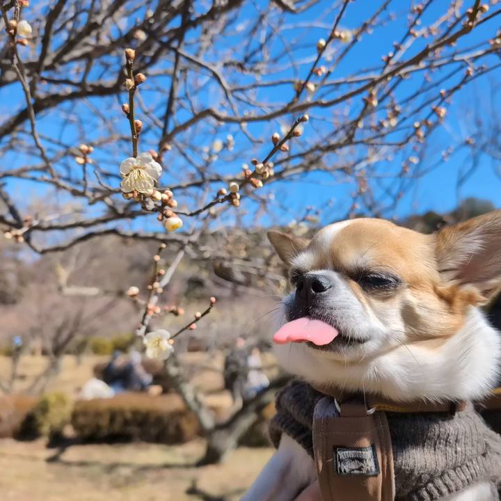 0f038a44 526a 401d 8531 cd781f4ee4a6 1740306946688