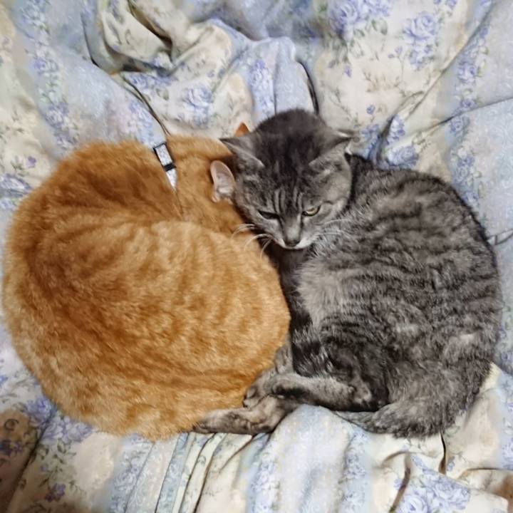 0f0598a5 62a2 4d05 b622 719dedcef584 1587644660936