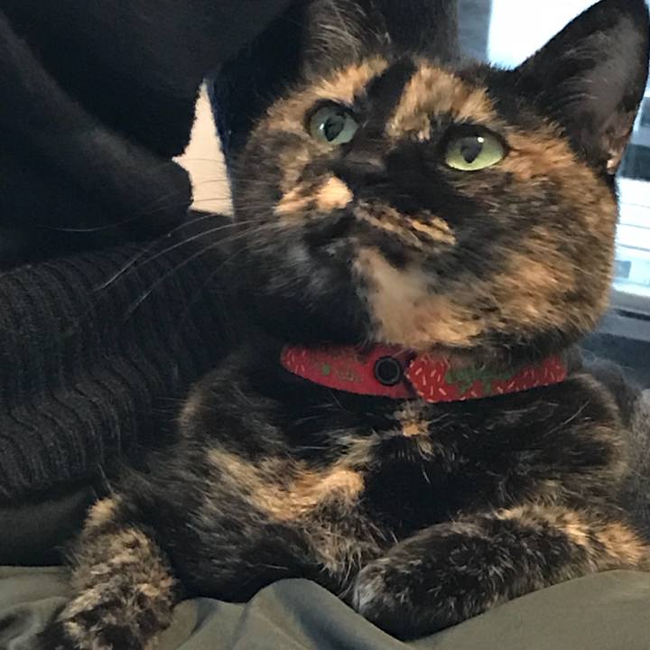 0f081db8 be52 4c0e 9373 7d1a4f5151cf 1512359510302