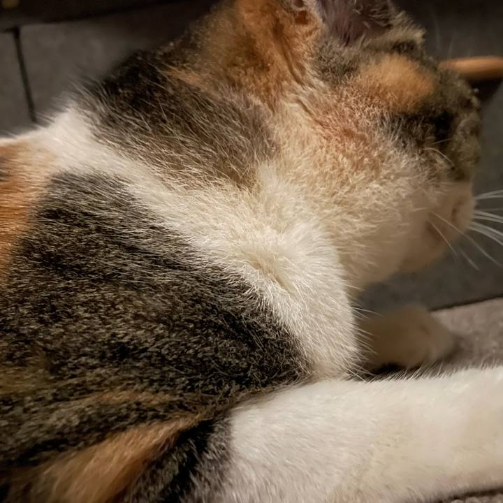 0f0e958c f261 407d aed2 66c99a547c54 1714416687346