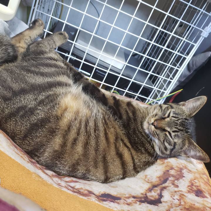 0f0faa4f 6b3a 4c0a 964d ff5d0428fe50 1559378464263