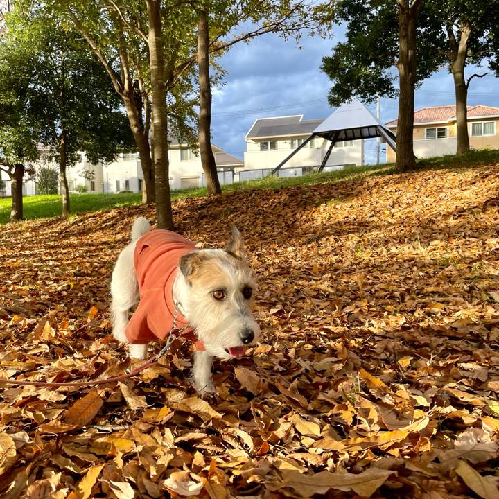 0f0fcda5 dfdf 4cf1 aea9 24a4dd385d6d 1669278203363