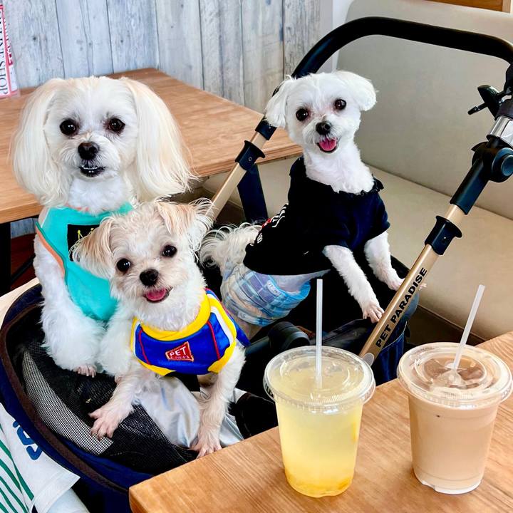 0f10dba0 a85b 4502 b906 a56a23a4dd92 1652332558366