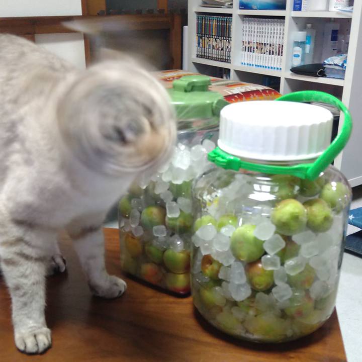 0f11c990 e8ff 4c6e a5cf 99a47015542c 1623233818209