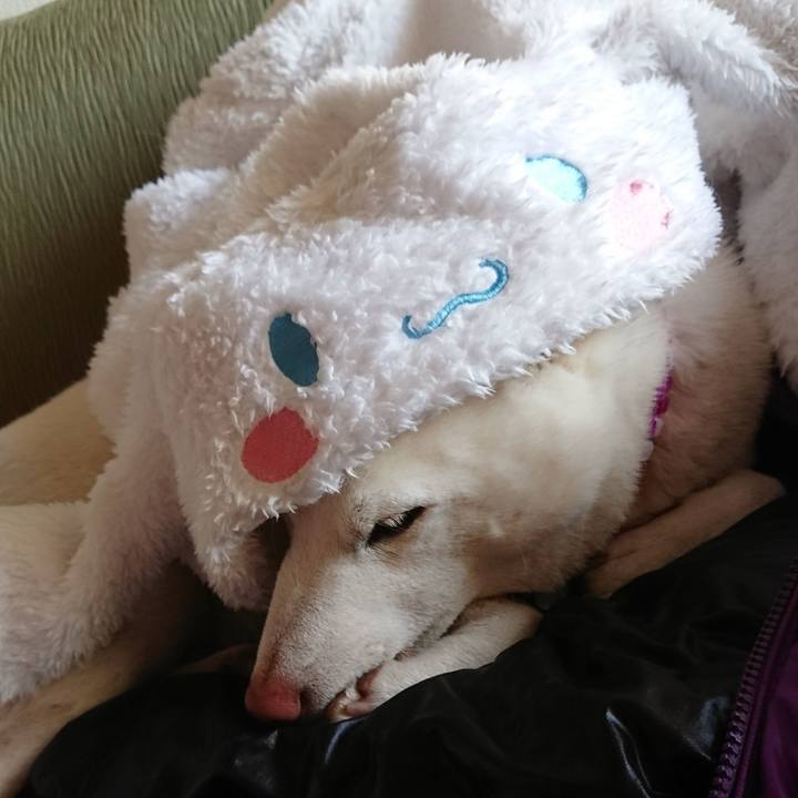 0f164a28 045c 4e71 9a67 625c52f78662 1545023784181