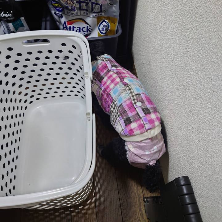 0f1fd0d2 6dbb 4319 ae1a b226e82a7224 1769587777380