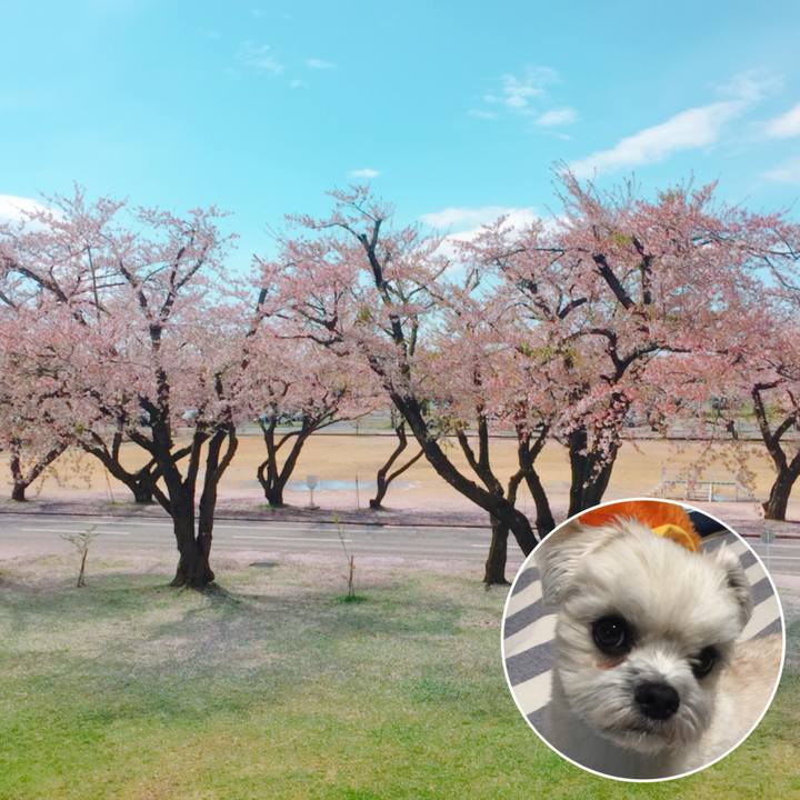 0f226a2d 521a 4a49 8afe 1ea451b364a2 1524711802726