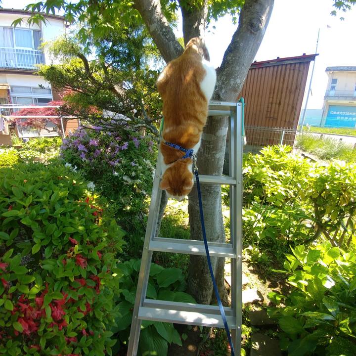 0f28631f 2c26 421a 9eeb c1203c3a5f4c 1526794566861