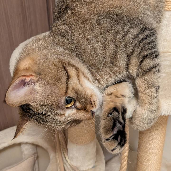 0f2a9d7a ce63 436a b04c b4801441ddb2 1764279090297