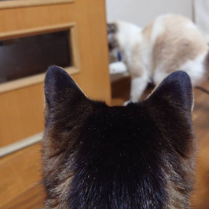 0f2bec91 b295 4f90 bf02 4203674f5f69 1775563362889