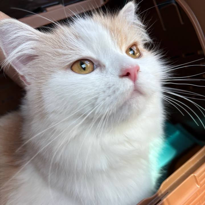 0f2e4703 f533 447d 8eed 54b906f915bb 1758760322013