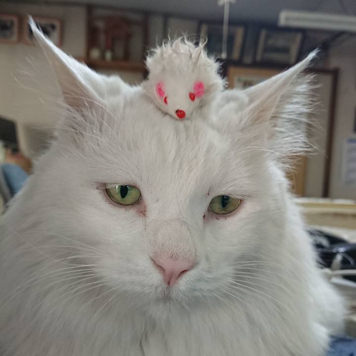 0f328f48 2dd1 4231 bbff 3494f92dcb64 1527546274906