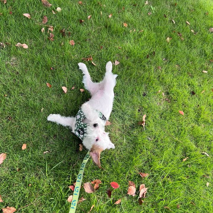 0f338b08 39e0 469b af3e 8c161c1026e9 1759667135632