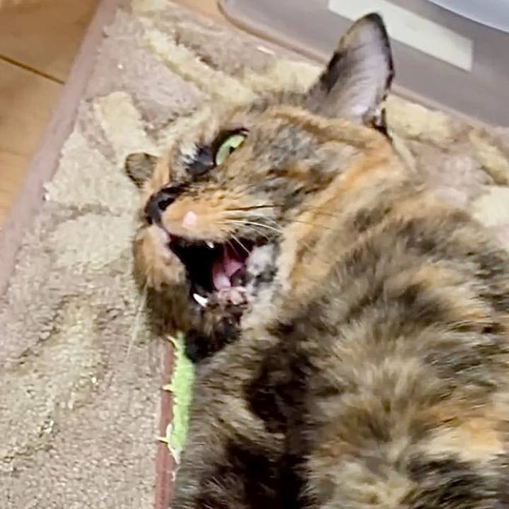 0f33c497 5a7b 4933 a8fc d5a9b99b7e6b 1755635591303