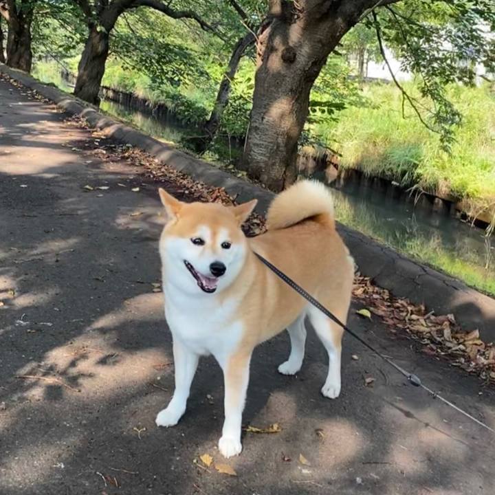 0f36a4b3 94af 49ca ae9e 578c3b864acd 1597367614916