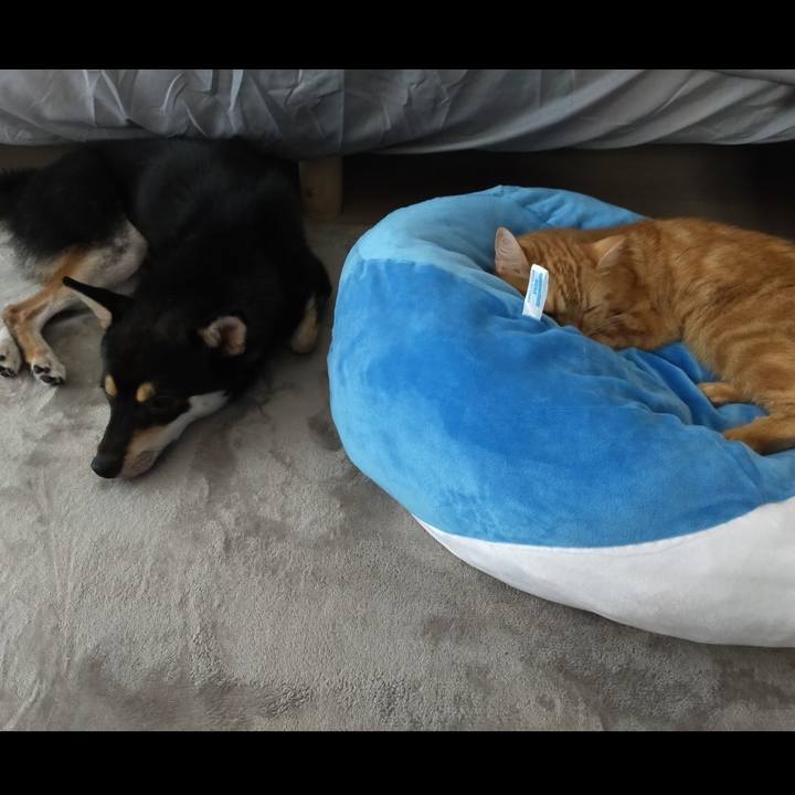 0f3742fe 43e7 476e 8e65 0dabae557485 1596947873032