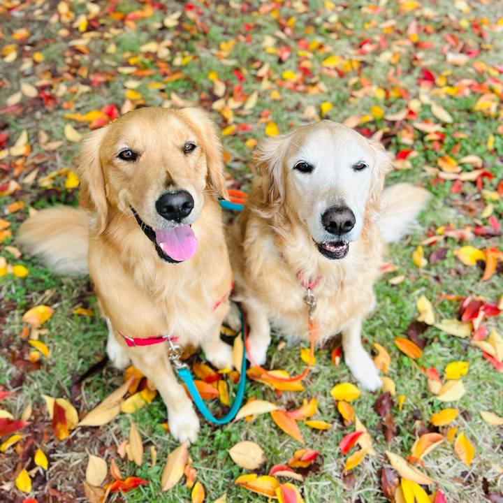 0f3e05f9 dff0 4dde b1f9 b4df8aa06545 1762743506018