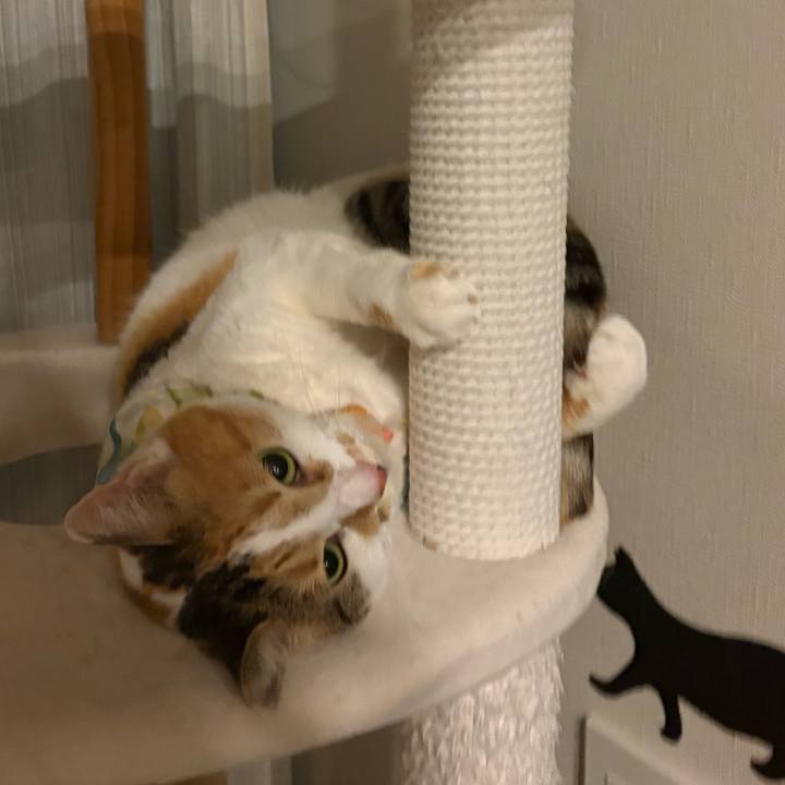 0f4043c1 9b8d 41b9 b3d8 e661f4485306 1773790436695