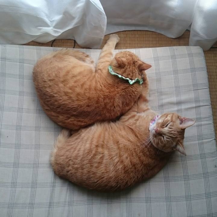 0f40e7c0 2393 4e5b ae5b cc63da26f890 1523333067309