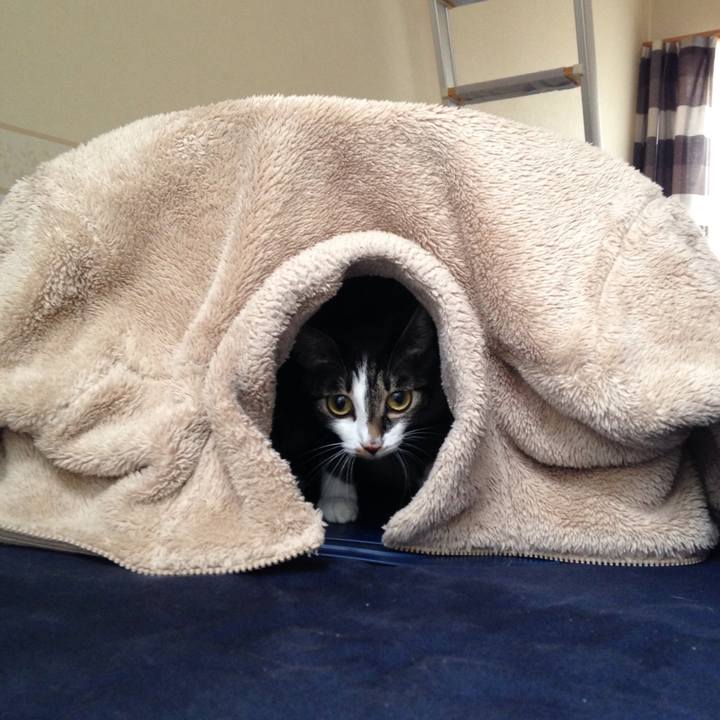 0f457f86 670d 4e54 97b3 36e7b1546ff9 1509439025943