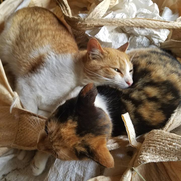 0f46afda 92d3 48b6 81f0 0c8f2ec0268b 1522791937493