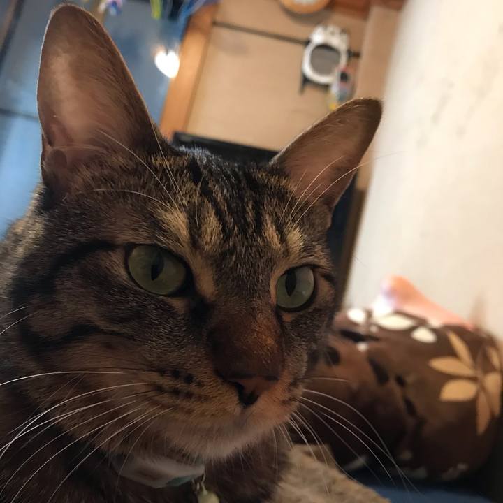 0f4ace29 3c6c 4a8b a7a2 6f523a147a8f 1539347591614