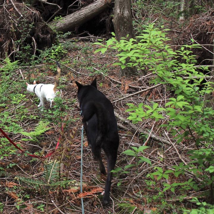 0f4c6606 a797 4d9c a353 1df27e0bf743 1560725122175