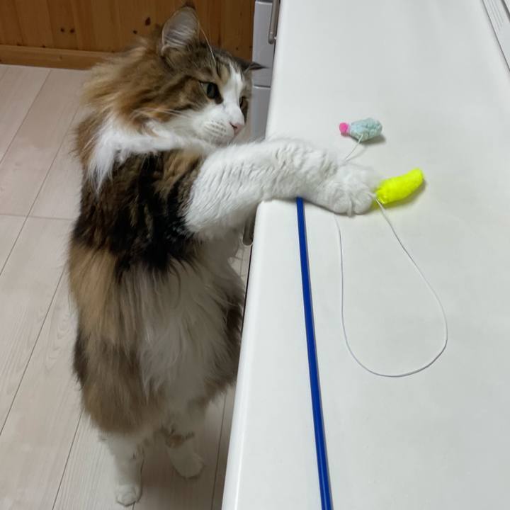 0f4dcb04 da18 41da 84f2 878bbf1c4aa4 1710533293539