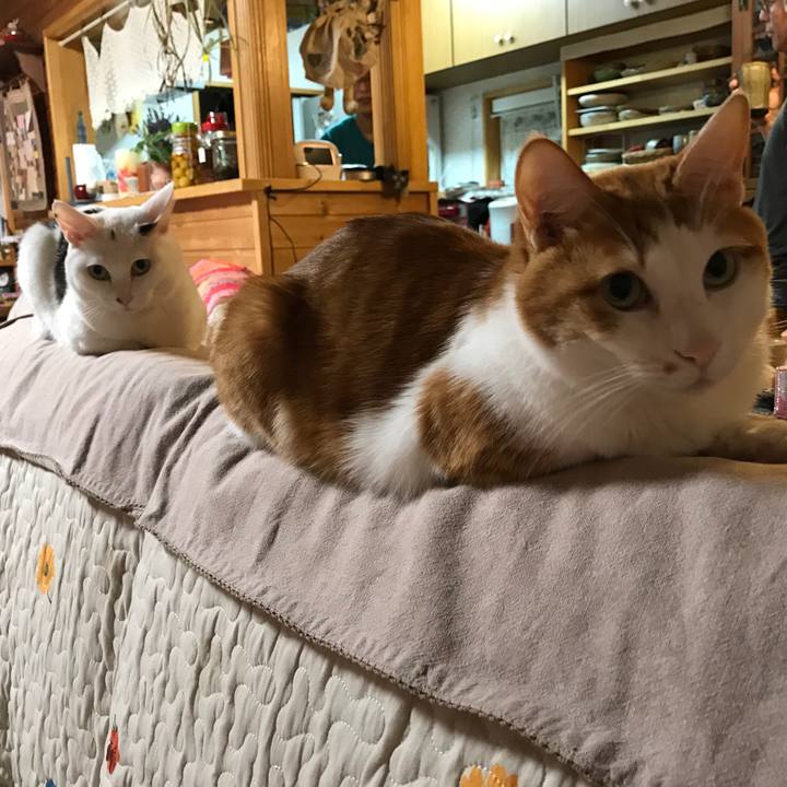 0f4e3a41 cd1b 475a 9f6e 76e29e584ff2 1541930087111