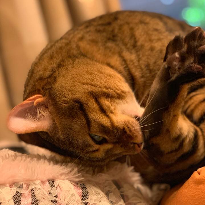 0f4f8332 809d 44af 8d8b 7e09aefe509f 1557884761405