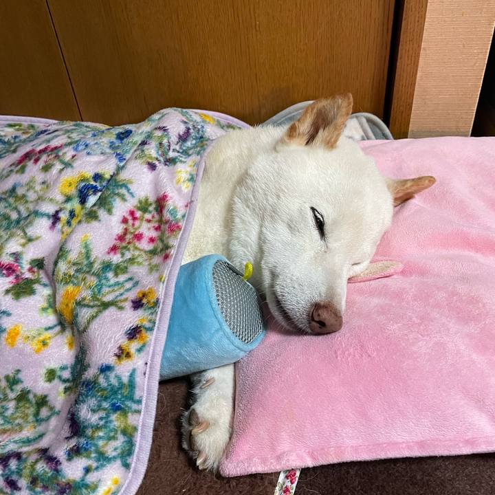 0f508c1b af8a 4cf5 ac4f d55ecc4080a8 1648635154665