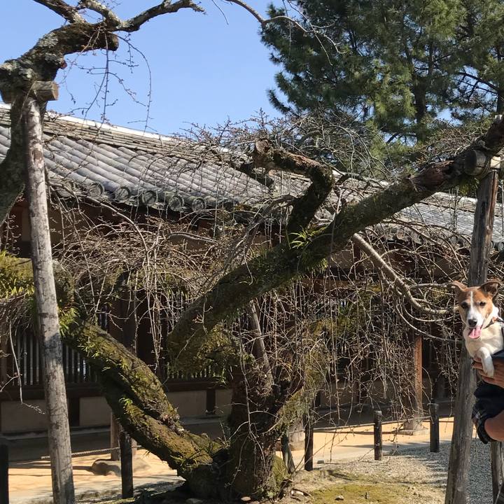 0f5095c2 8173 4164 9db5 b73ba77d70b4 1520853231798