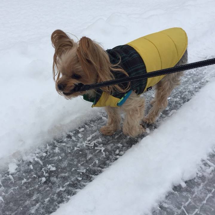 0f51dac8 1d39 4029 a5ed b8487bd83610 1544141411960