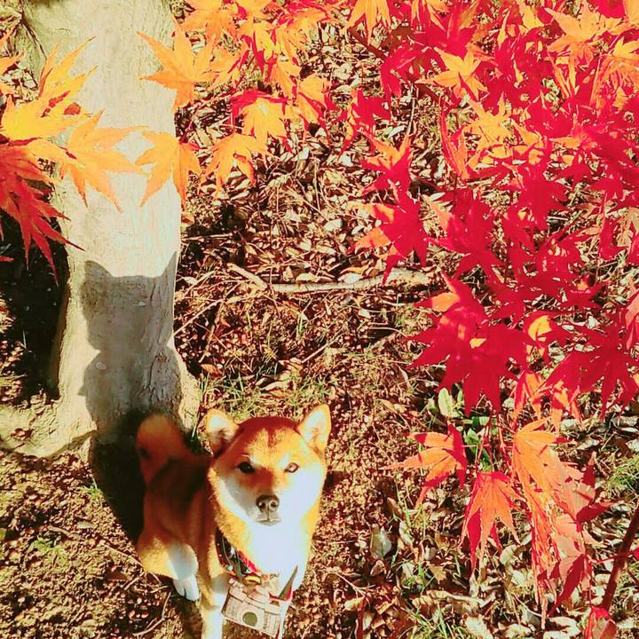 0f549bdb 3430 4ae3 b599 a50acae50945 1575097710489