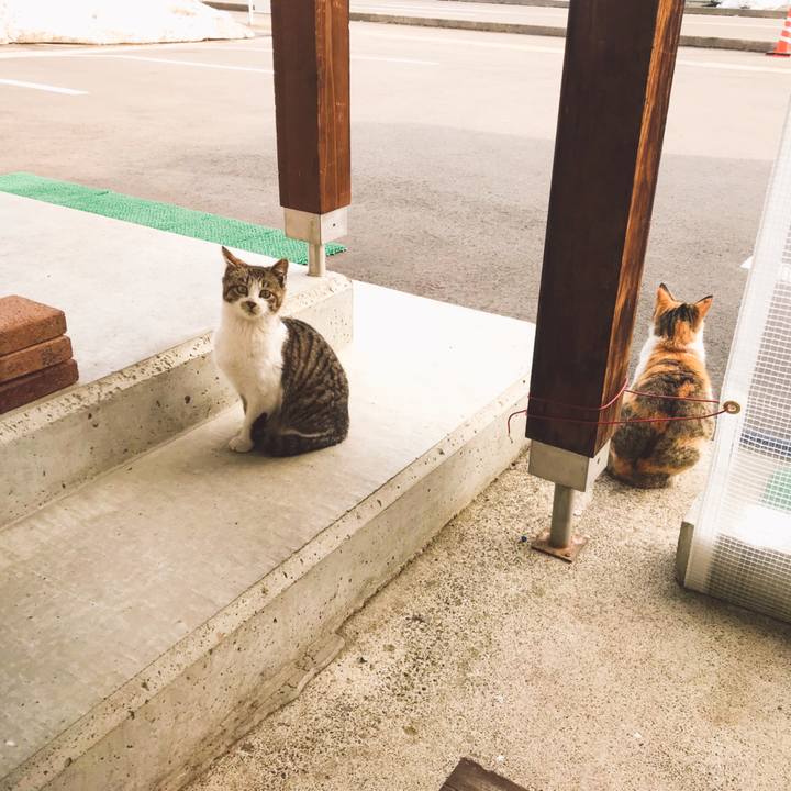 0f54e6fe 02c3 4833 889a 568c0774c887 1520677504245