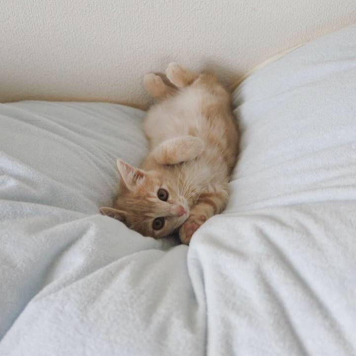 0f57985f 7c2b 43cf 8763 4d614b34343f 1544185388147